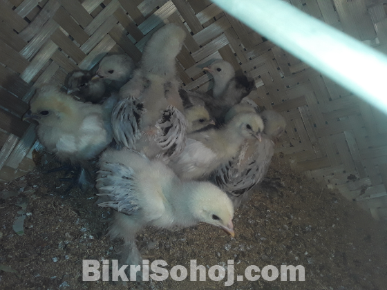 ব্রাহমা কচিং সুলতান মুরগি
